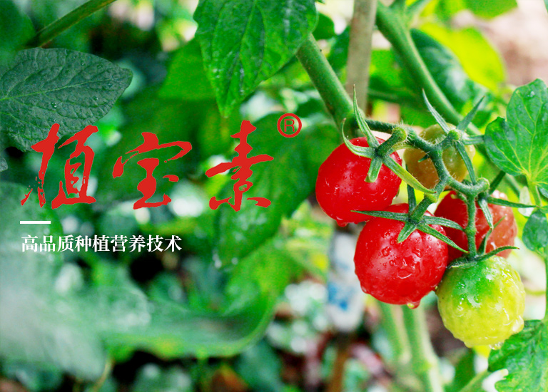 花生叶面肥使用要领